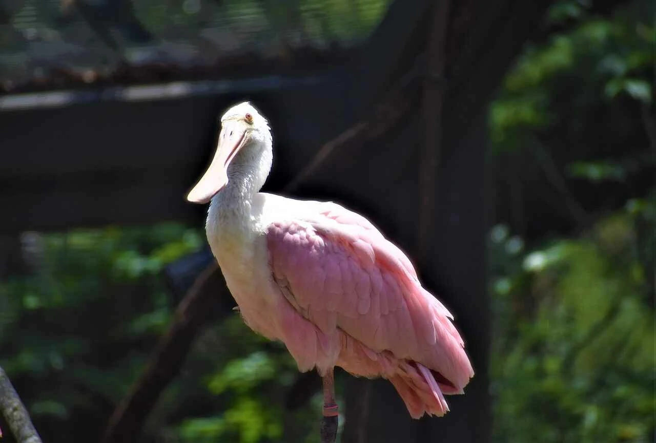 African spoonbill